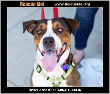 - North Carolina Dog Rescue - ADOPTIONS - Rescue Me!
