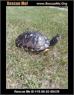 - Washington Reptile/Amphibian Rescue - ADOPTIONS - Rescue Me!