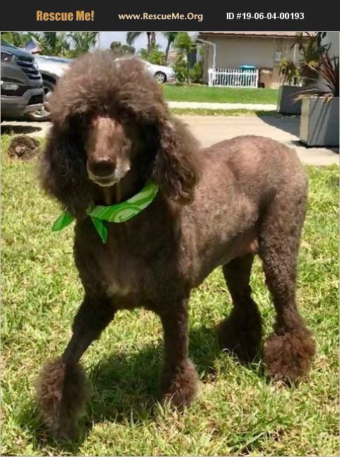 teddy bear poodle rescue