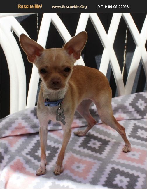 Adopt 19060500328 ~ Chihuahua Rescue ~ Phoenix Az