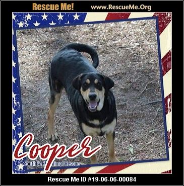 Florida Rottweiler Rescue Adoptions Rescue Me