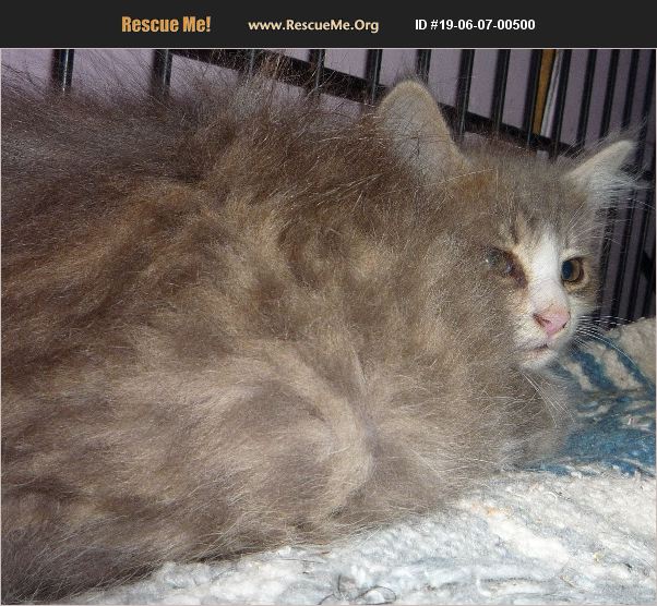 ADOPT 19060700500 Maine Coon Rescue Dallas, TX