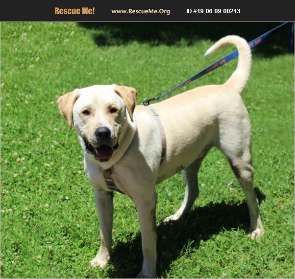 ADOPT 19060900213 Lab Rescue Yuba City, CA
