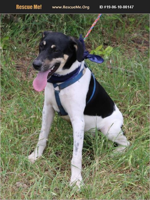 ADOPT 19061000147 ~ Foxhound Rescue ~ Portland, OR