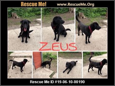 - Indiana Lab Rescue - ADOPTIONS - Rescue Me!