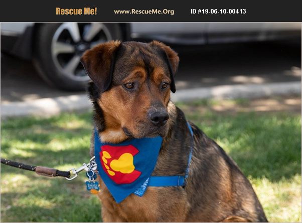 rescue tales rottweiler