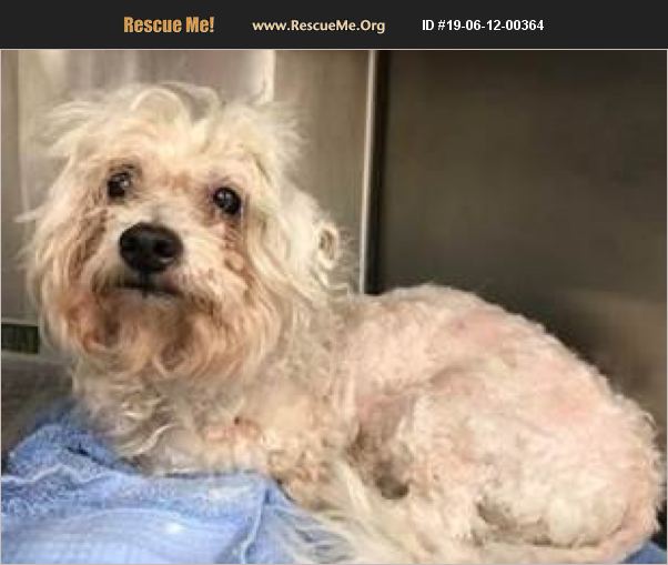 ADOPT 19061200364 Maltese Rescue Fort Myers Beach, FL