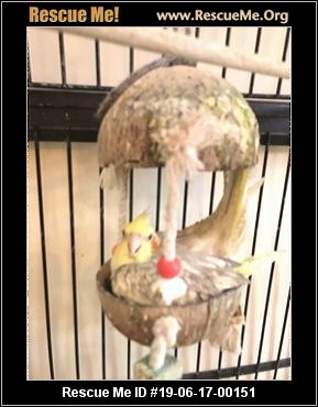 - Illinois Pet Bird Rescue - ADOPTIONS - Rescue Me!