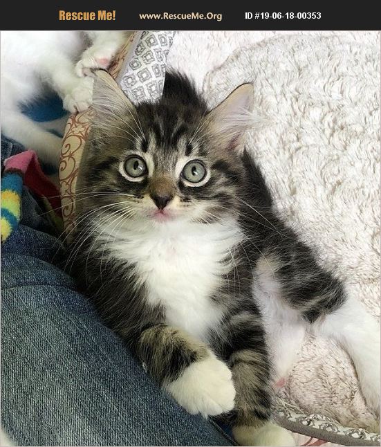 Maine Coon Cats For Adoption In Jacksonville Fl - zethudesigns