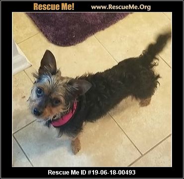 - Georgia Yorkie Rescue - ADOPTIONS - Rescue Me!