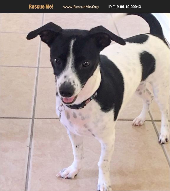 ADOPT 19061900043 Rat Terrier Rescue Jacksonville, FL