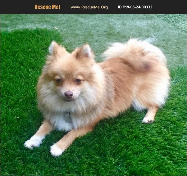 rescue runts pomeranian