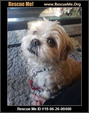 - New Jersey Shih Tzu Rescue - Adoptions - Rescue Me!