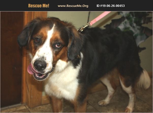 Bernese Mountain Dog Rescue Nj