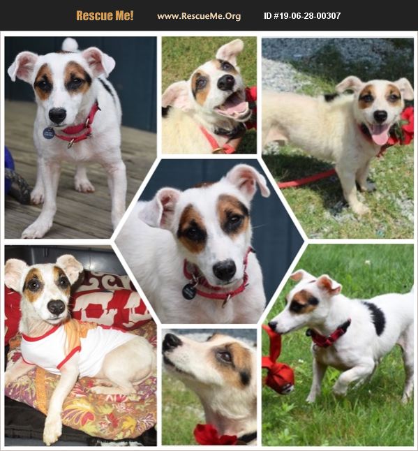 ADOPT 19062800307 Jack Russell Rescue Massachusetts
