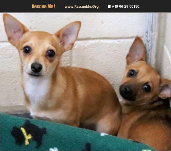 ADOPT 19062900190 Chihuahua Rescue New Mexico