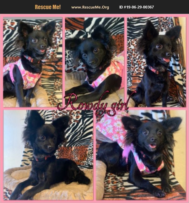 ADOPT 19062900367 Papillon Rescue Phoenix, AZ