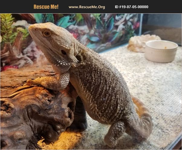 ADOPT 19070500080 ~ Reptile/Amphibian Rescue ~ Wilmington, MA