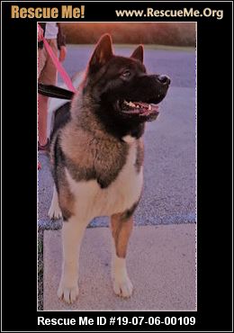 - Pennsylvania Akita Rescue - ADOPTIONS - Rescue Me!