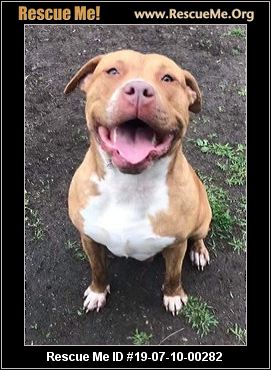 - Illinois Pit Bull Rescue - Adoptions - Rescue Me!