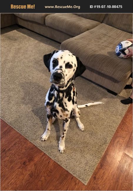 Adopt 19071000475 ~ Dalmatian Rescue ~ New Oxford Pa