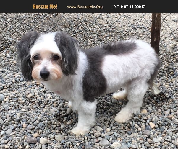 ADOPT 19071400017 Havanese Rescue Auburn, WA