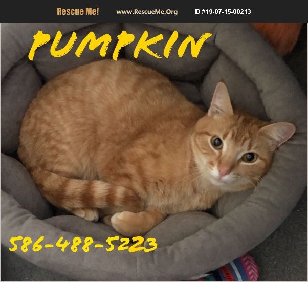 ADOPT 19071500213 Domestic Cat Rescue Rochester Hills, MI