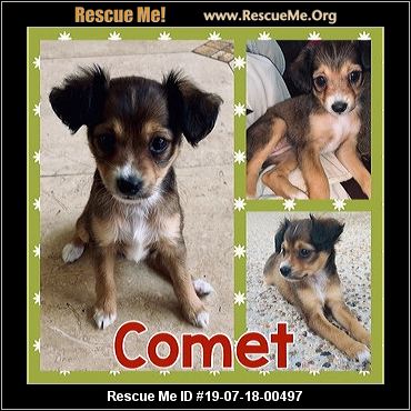 - K-9 Angels Rescue - Houston, TX - AVAILABLE PETS