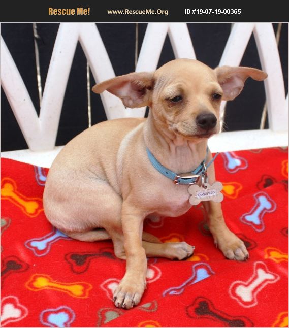 Adopt 19071900365 ~ Chihuahua Rescue ~ Phoenix Az