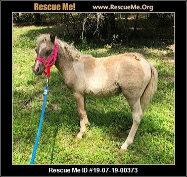 petfinder adoptions