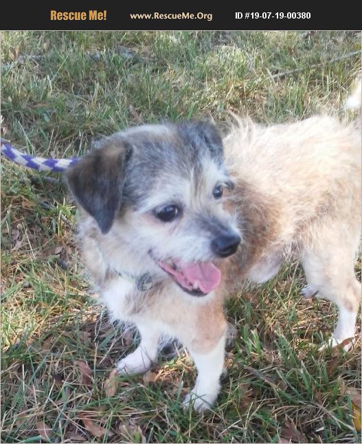 ADOPT 19071900380 Norwich Terrier Rescue Lebanon, CT