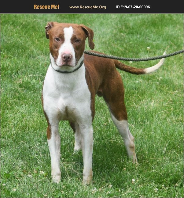 Adopt 19072000096 ~ American Staffordshire Terrier Rescue ~ Huntley Il