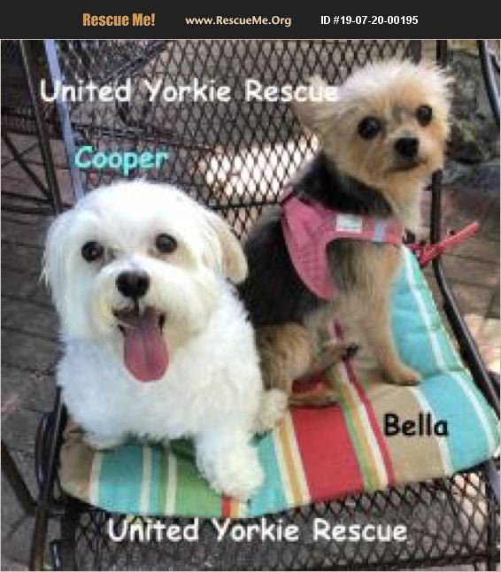 ADOPT 19072000195 Maltese Rescue Leesburg, FL