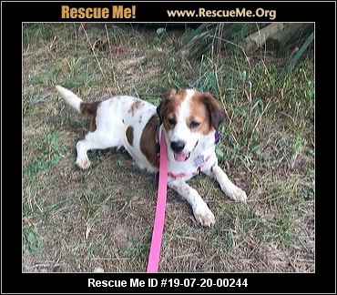 - Virginia Dog Rescue - ADOPTIONS - Rescue Me!