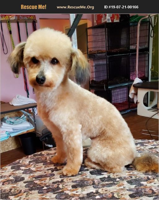 ADOPT 19072100166 Poodle Rescue Kokomo, IN