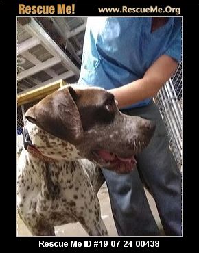 North Carolina German Shorthaired Pointer Rescue Adoptions