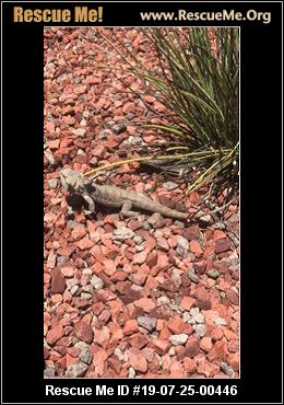 Arizona Reptile Amphibian Rescue Adoptions Rescue Me