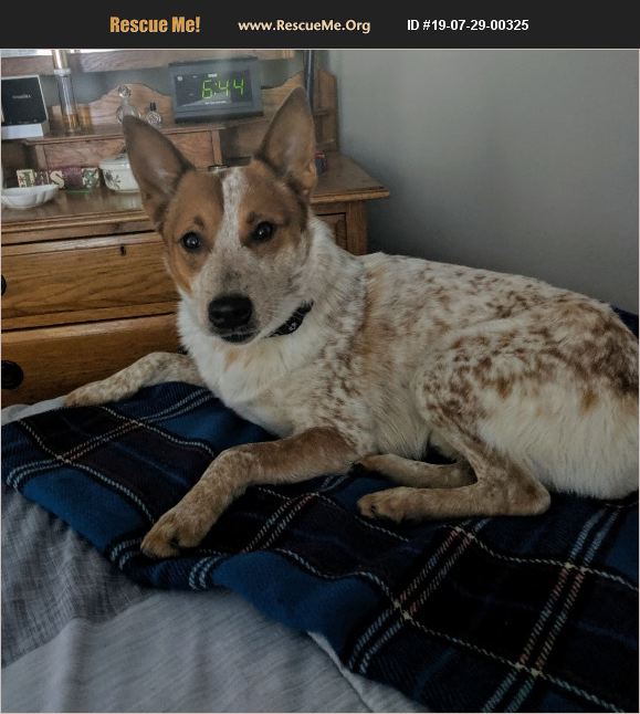ADOPT 19072900325 Australian Cattle Dog Rescue Caldwell, ID