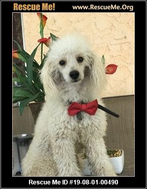 - Florida Poodle Rescue - ADOPTIONS - Rescue Me!