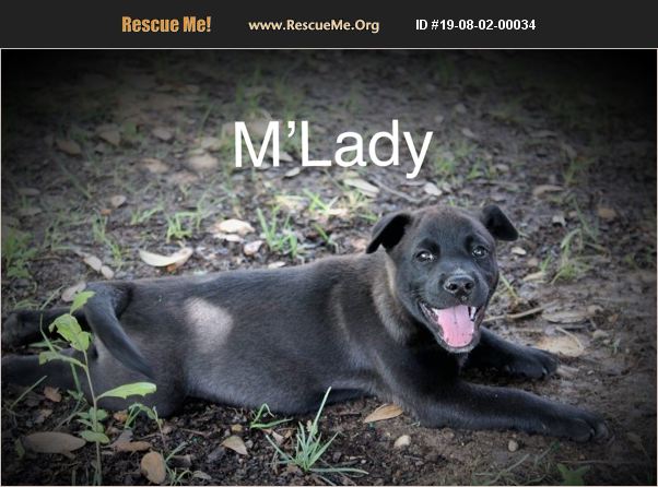 ADOPT 19080200034 ~ Lab Rescue ~ Virginia