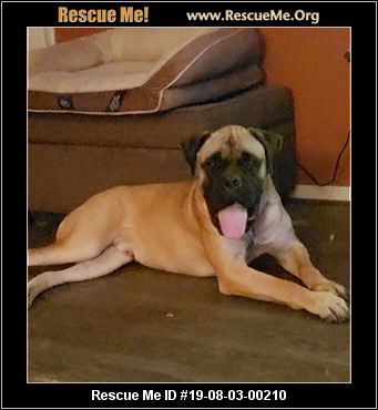 Ohio Bullmastiff Rescue Adoptions Me