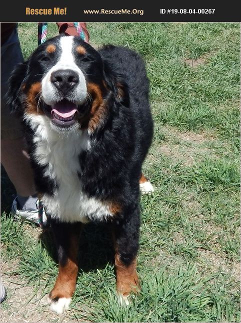 ADOPT 19080400267 ~ Bernese Mountain Dog Rescue ~ Valley Center, CA
