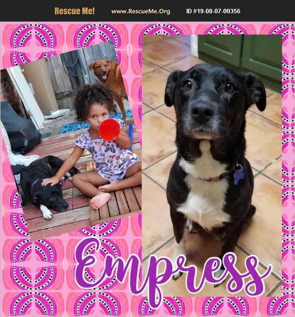 ADOPT 19080700356 Lab Rescue Houston, TX