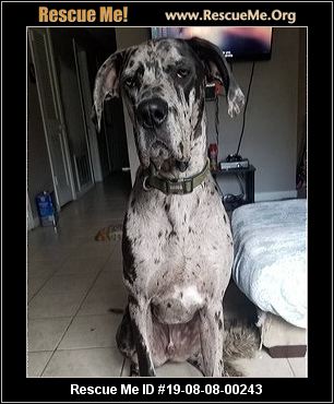 Mississippi Great Dane Rescue Adoptions Rescue Me