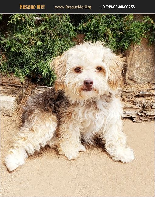 ADOPT 19080800253 ~ Yorkie Rescue ~ Albuquerque, NM