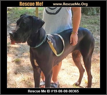 Maryland Great Dane Rescue Adoptions Rescue Me