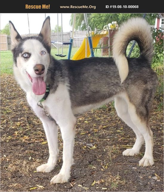 ADOPT 19081000068 Siberian Husky Rescue Dallas, TX