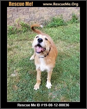 North Carolina German Wirehaired Pointer Rescue Adoptions North Carolina German Wirehaired Pointer Rescue Adoptions