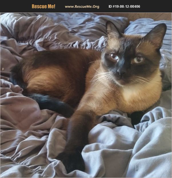 ADOPT 19081200406 Siamese Rescue las vegas, NV