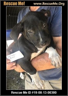 - Rhode Island Dog Rescue - ADOPTIONS - Rescue Me!